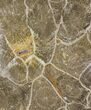 Polished Fossil Coral (Actinocyathus) - Morocco #100568-1